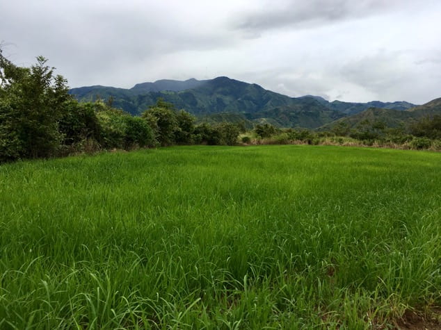 The rice field in Campoalegre (Huila department) where Juan did
one of the best interviews standing there next to that rice field.